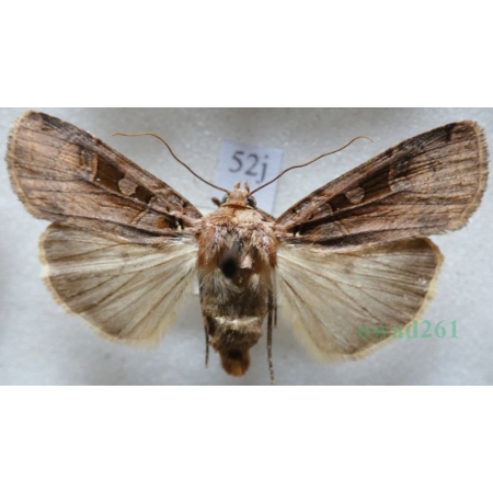 Xestia ditrapezium (Denis & Schiffermüller, 1775) Rolnica dwutrapezka Czech52j